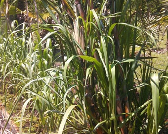 Sugar Cane Cuttings or Plants. Ready to Ship