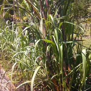 Sugar Cane Cuttings or Plants. Ready to Ship