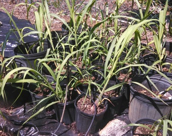 Sugar Cane Plants Time for Fall Planting Ready To Ship