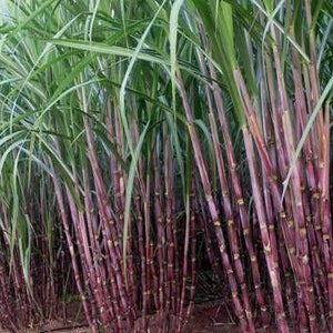 Purple Sugar Cane Plants for Fall Planting Ready to Ship