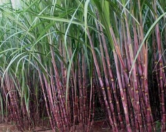 Purple Sugar Cane Plants for Fall Planting Ready to Ship