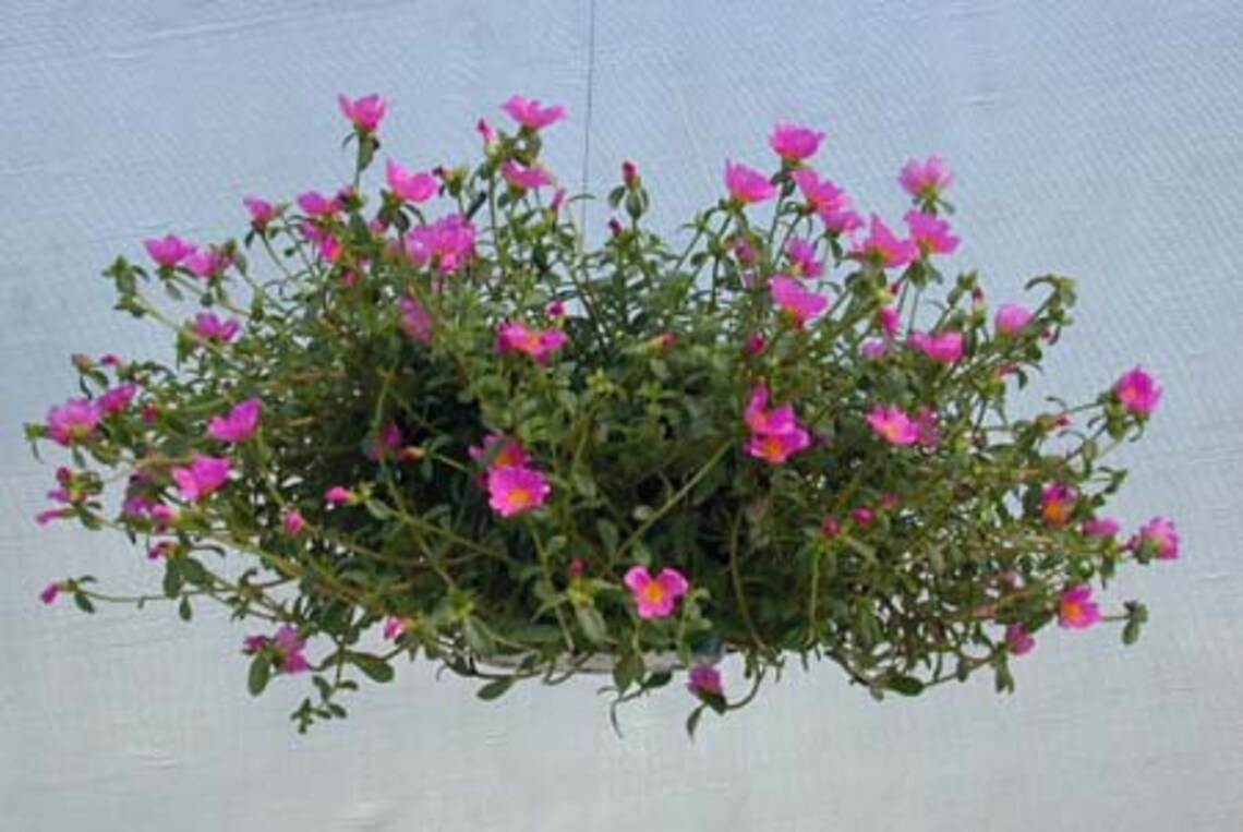 English Rose Ground Cover Plants. Pink and White for Fall Etsy