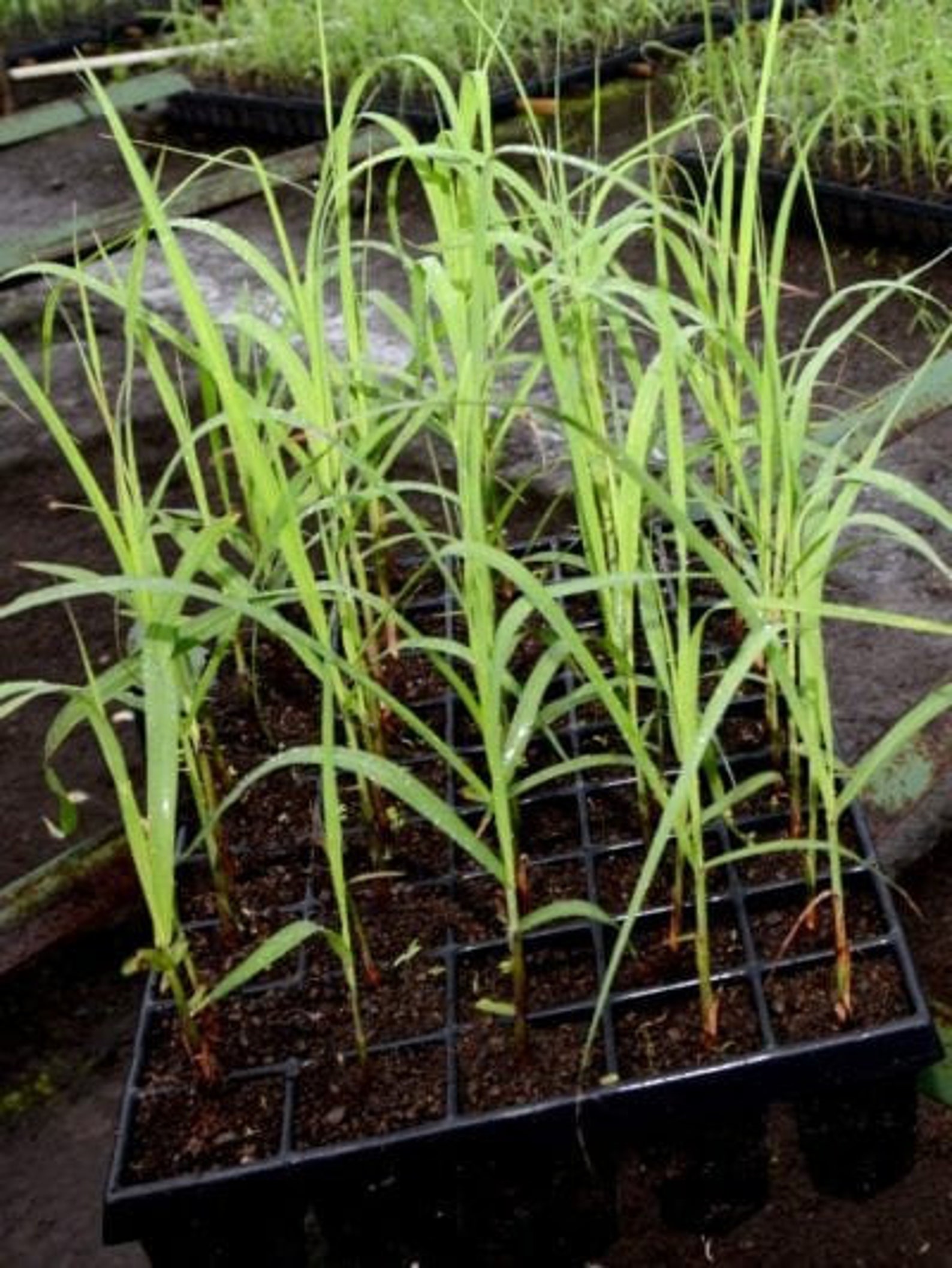 Sugar Cane Plants. Seedlings Planted & Ready Etsy UK