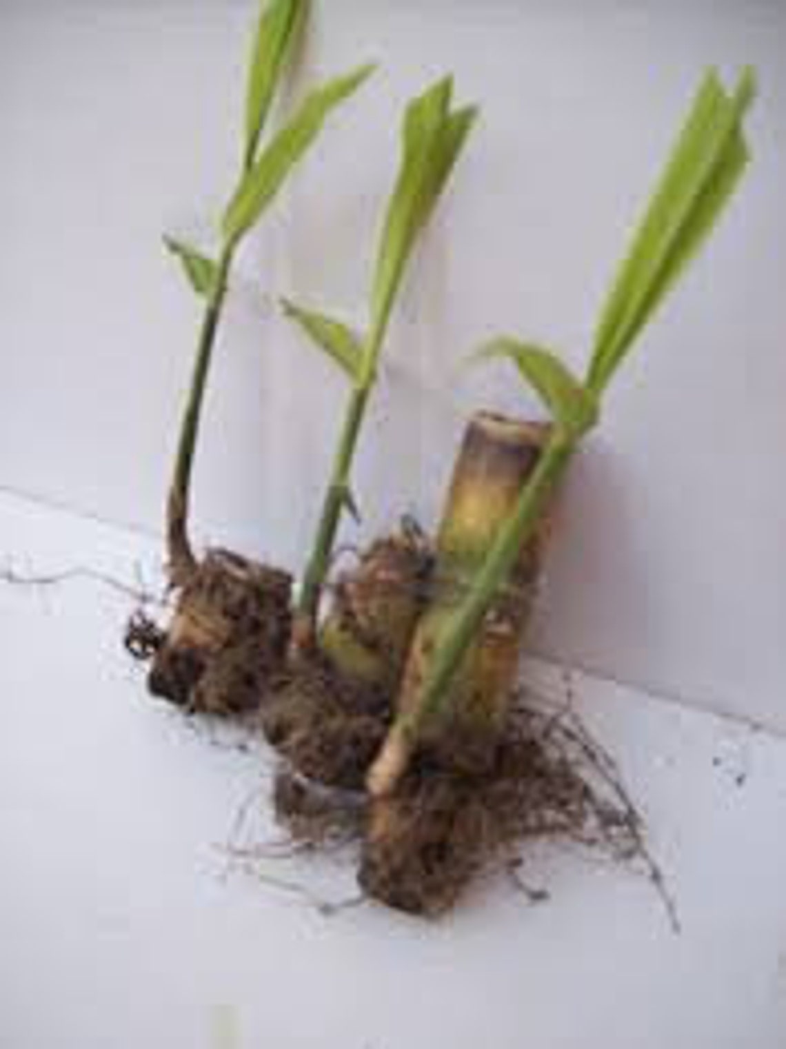Sugar Cane Plants. FREE SHIPPING SALE Etsy New Zealand