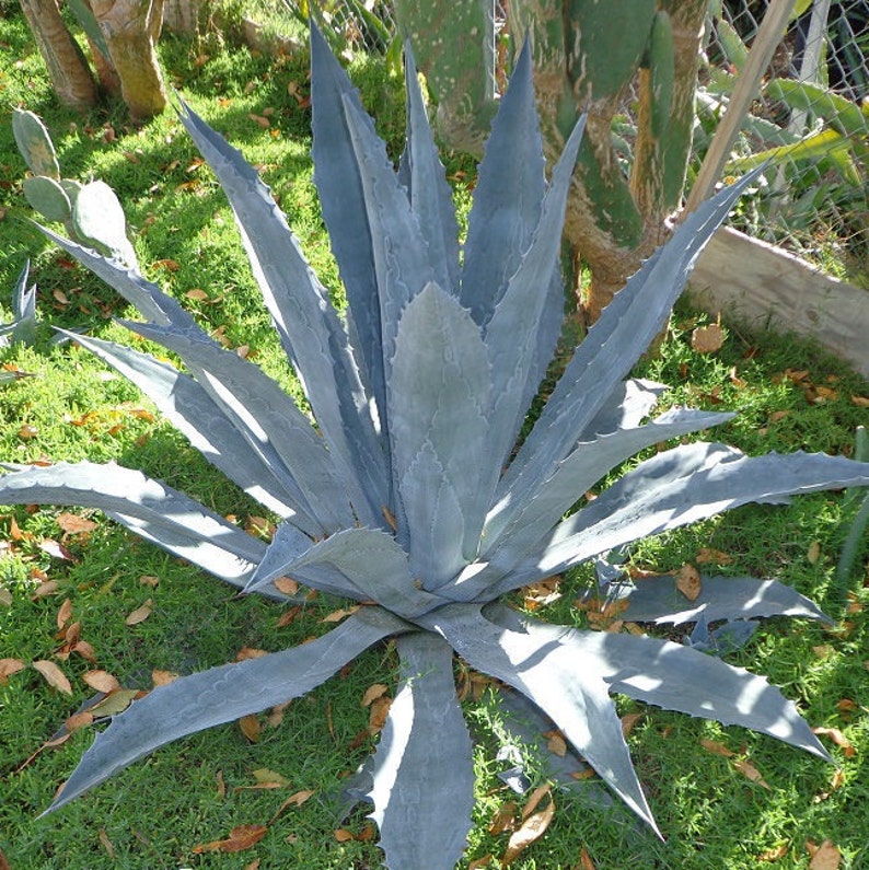 Blue Agave Plants Free Shipping Many sizes | Etsy