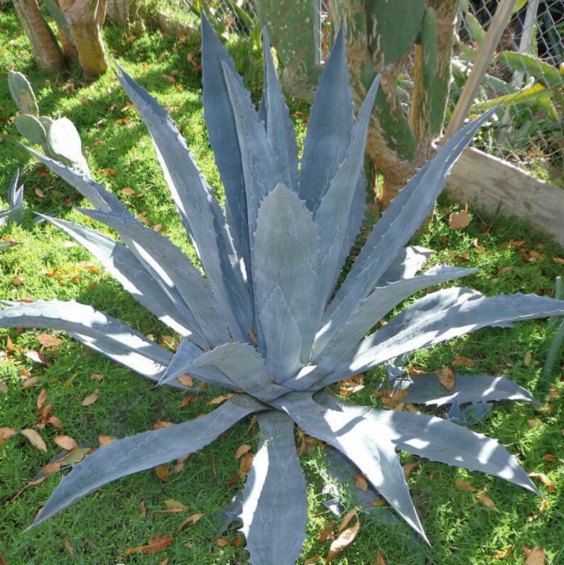 Blue Agave Plants Free Shipping Many sizes Etsy