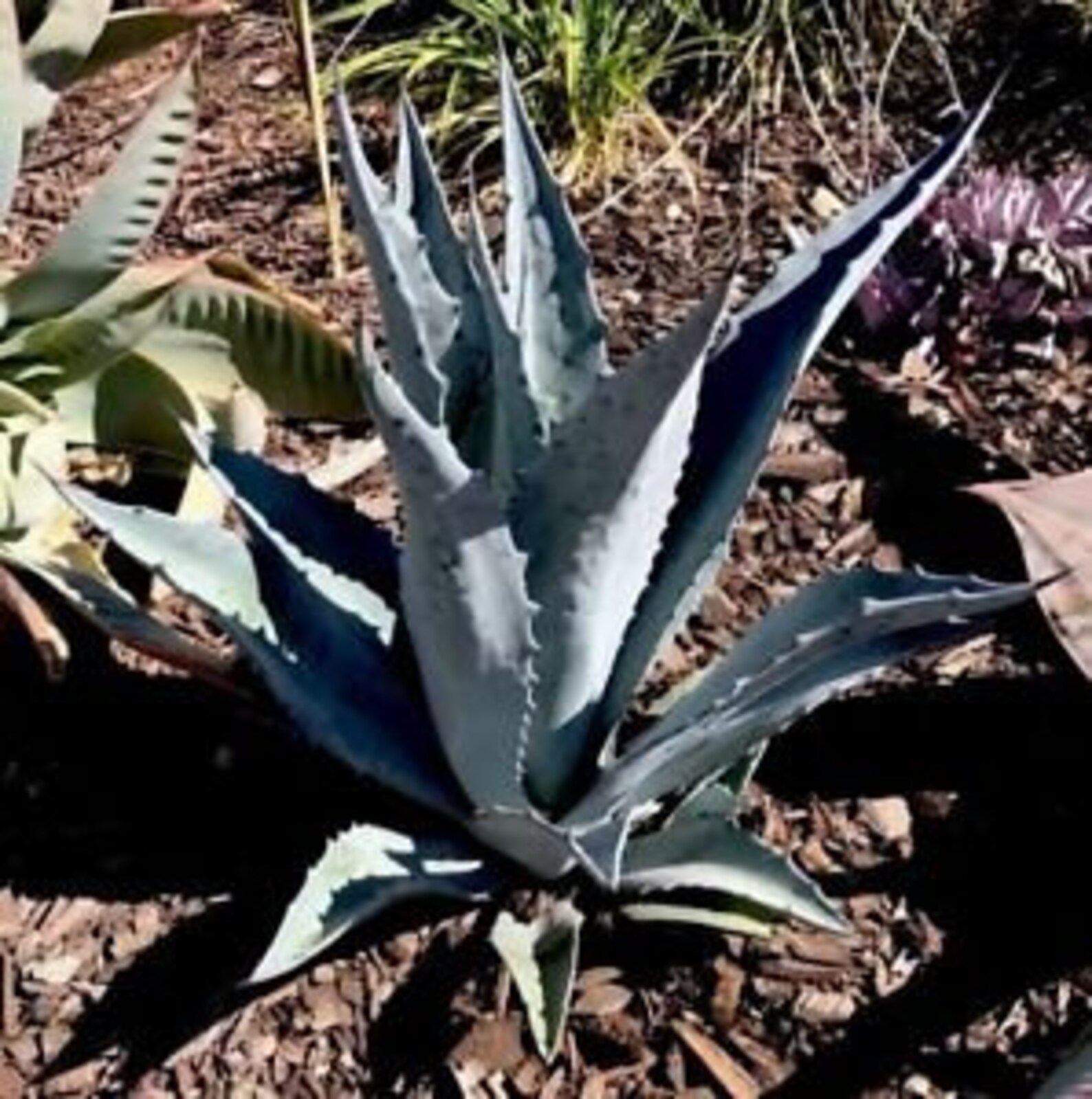 Blue Agave Plants Free Shipping Many sizes Etsy