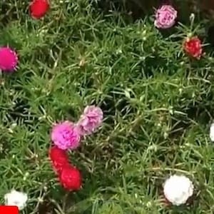 Pink Ground Cover English Moss Rose Ground Cover Plants. Pink Rose Moss