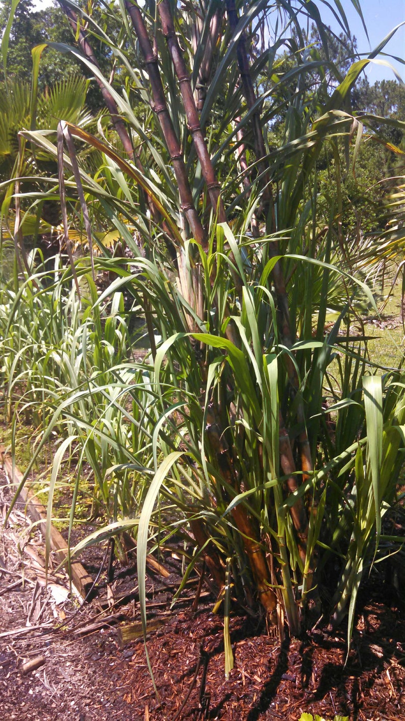 Sugar Cane Plants. FREE SHIPPING SALE Etsy New Zealand