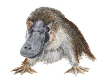 Baby Platypus Etsy