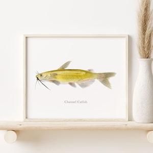 Catfish Print, Fish Watercolor, River and Stream Fish Wall Art, Lake Fish Print, Fish Decor, Angler Gifts, Fisherman Gift, Channel Catfish