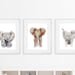 Set of 3 - Framed Nursery Art - Baby Animal Prints - Safari Nursery ...