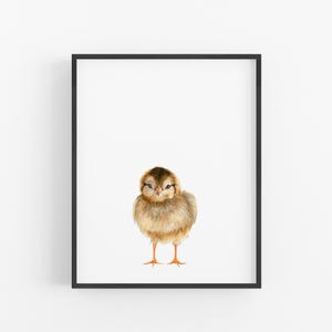 A framed print of a cute, fluffy chick standing on one leg against a white background.