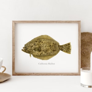May include: A framed print of a watercolour illustration of a California Halibut fish. The fish is depicted in shades of brown and beige against a white background. The text "California Halibut" is printed below the fish.