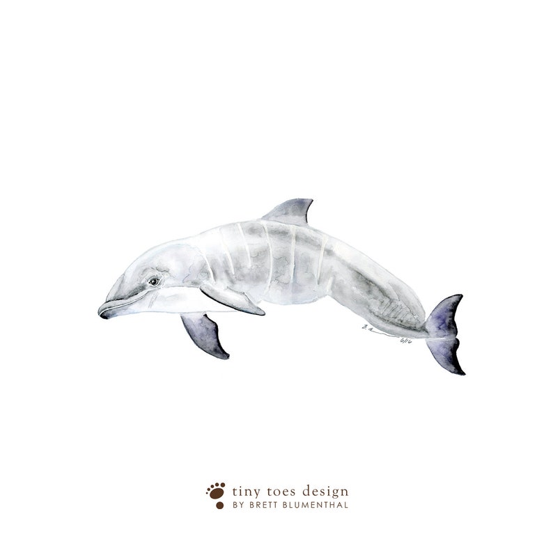 a drawing of a dolphin in watercolor on a white background