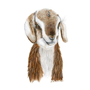 May include: A watercolour painting of a brown and white goat with a curious expression. The goat has a white face with brown markings around the eyes and nose. The goat's fur is a mix of brown and white, and the painting is done in a realistic style.