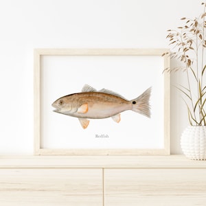 Ocean Fish Painting, Redfish Watercolor Art, Deep Sea Fishing Print, Nautical Gift, Ocean Print, Scientific Illustration, Redfish Print