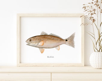 Ocean Fish Painting, Redfish Watercolor Art, Deep Sea Fishing Print, Nautical Gift, Ocean Print, Scientific Illustration, Redfish Print
