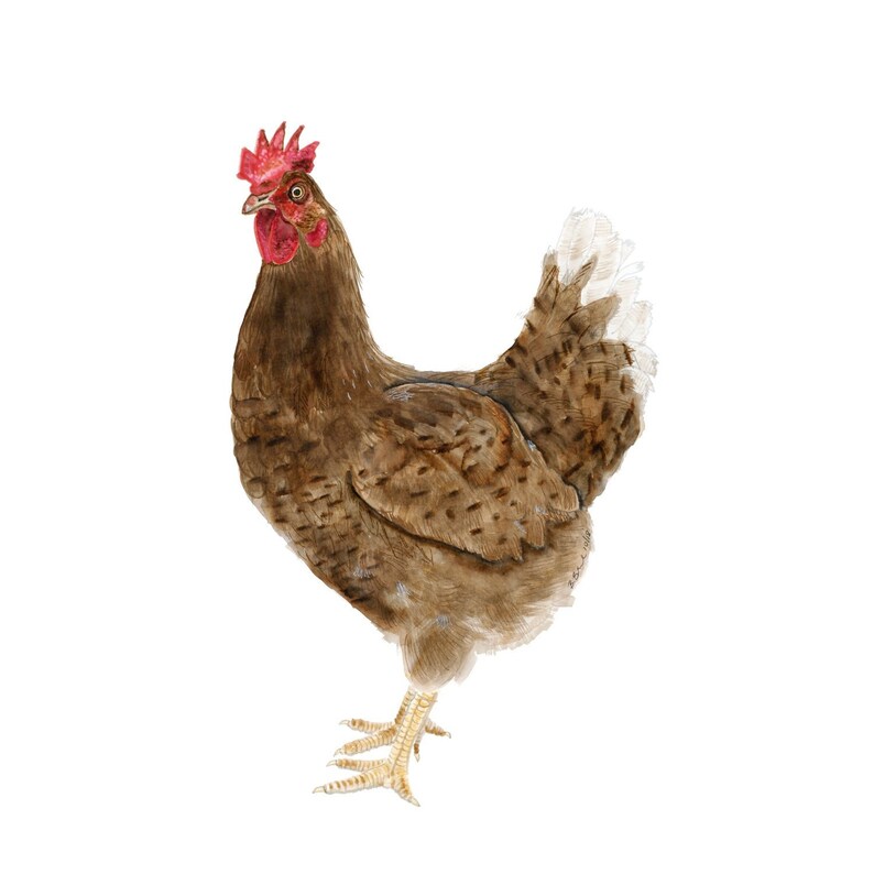 Chicken Watercolor Farm Animal Print Housewarming Gift Pet Chicken Art Nursery Animal Decor Home Kitchen Decor Hen Painting