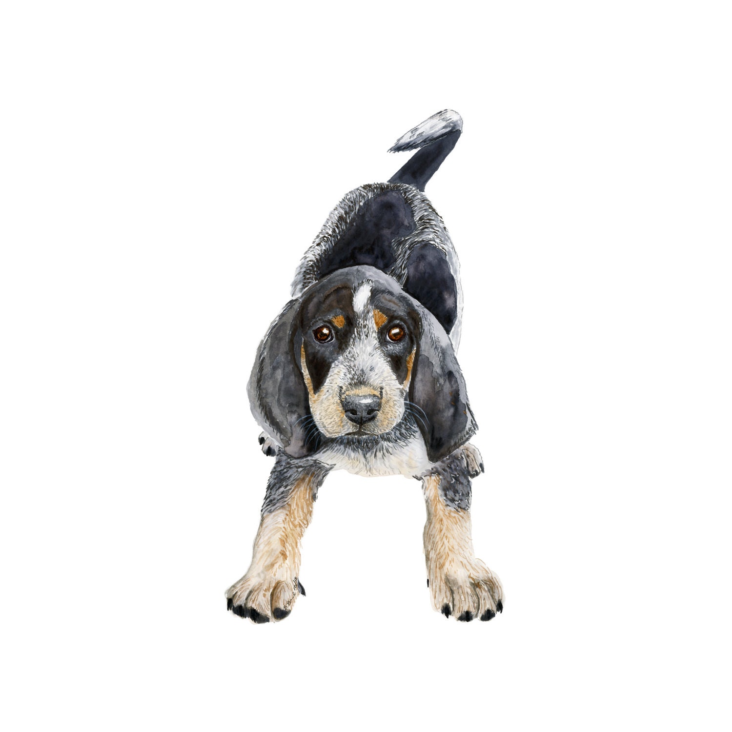 how much should it cost to care for a bluetick coonhound