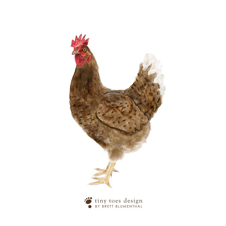 Chicken Watercolor, Farm Animal Print, Housewarming Gift, Pet Chicken Art, Nursery Animal Decor, Home Kitchen Decor, Hen Painting image 3