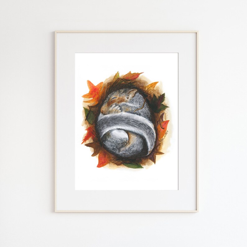 May include: Watercolor painting of a gray squirrel curled up in a nest of autumn leaves. The squirrel is sleeping with its tail wrapped around its body. The leaves are shades of orange, red, and brown.