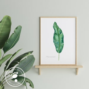 Banana Leaf Print, Botanical Watercolor, Tropical Home Decor, Musa Acuminata Scientific Print, Banana Leaf Botanical, Green Plant Wall Art