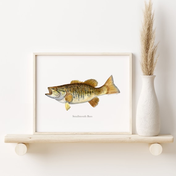 Lake Decor, Smallmouth Bass, Fish Watercolor, Fishing Art, Fly