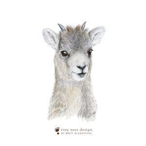 May include: Watercolor painting of a young mountain goat with brown eyes and short horns. The goat is looking to the right of the image. The background is white.