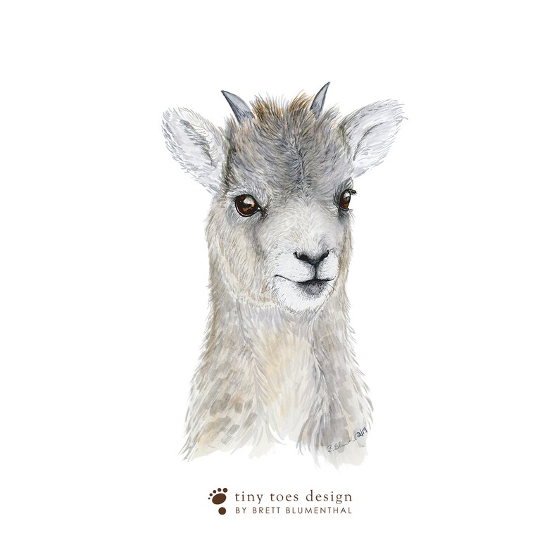 May include: Watercolor painting of a young mountain goat with brown eyes and short horns. The goat is looking to the right of the image. The background is white.