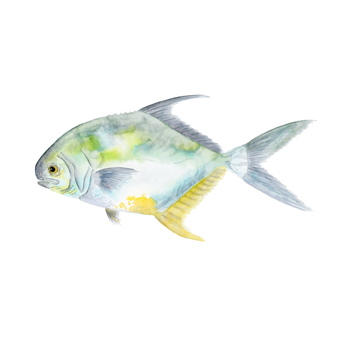 Watercolor Fish Permit Fish Print Permit Fishing Mount Art Etsy