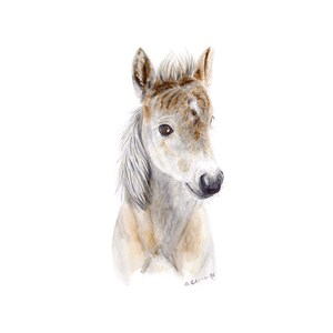 May include: A watercolor painting of a light brown and white horse foal with a white mane and tail. The foal is looking to the right of the image.