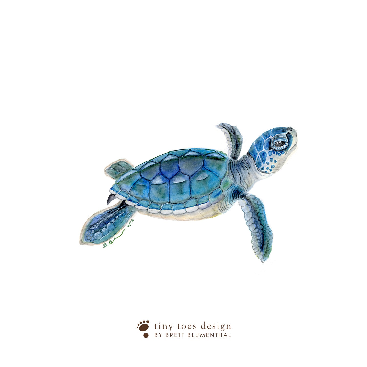 Papel pintado autoadhesivo rollo de papel boba bebé tortuga marina pistas  tortugas marinas imágenes de stock, papel pintado extraíble despegar y  pegar