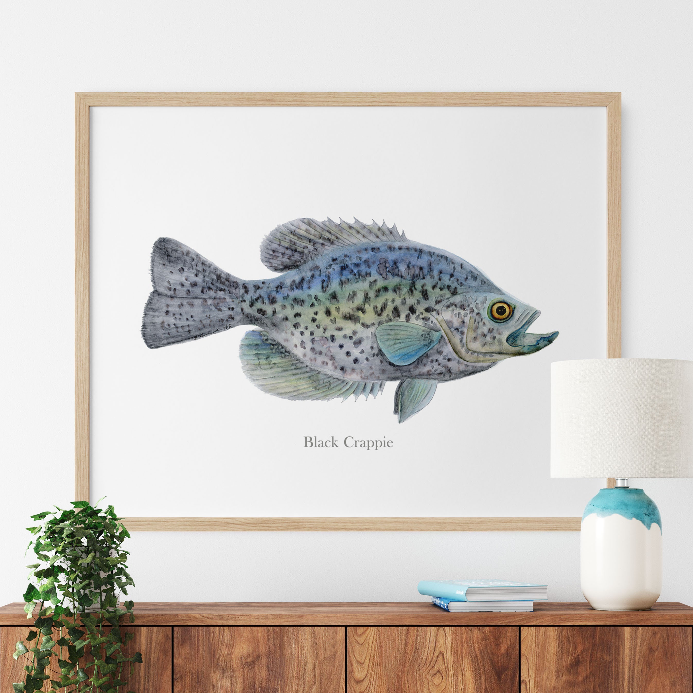 Crappie Fish Art, Freshwater Fish Watercolor, North American Fish