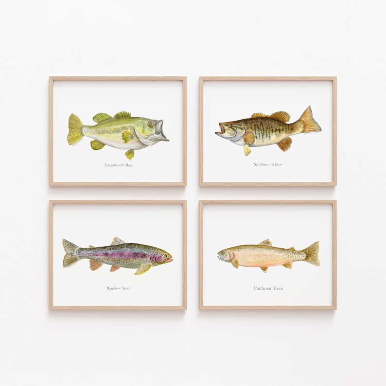 May include: Four framed watercolor prints of fish: Largemouth Bass, Smallmouth Bass, Rainbow Trout, and Cutthroat Trout. Each fish is depicted in detail with its name below. The frames are light brown.