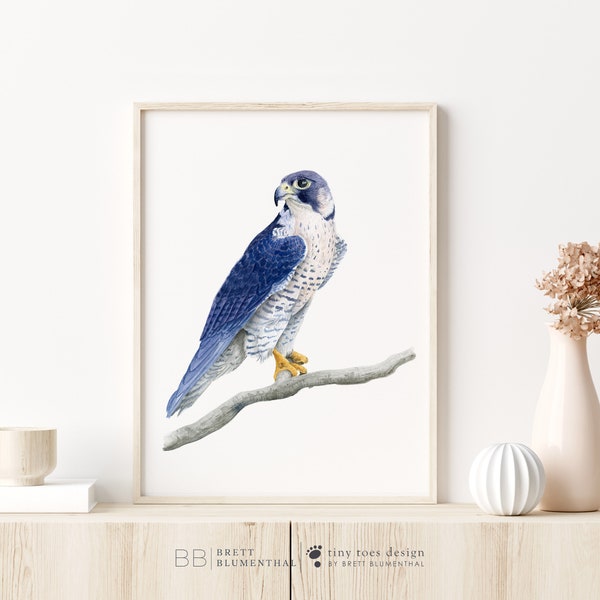 Peregrine Falcon Watercolor, Bird of Prey Print, Falcon Illustration, Raptor Bird Wall Decor, Audubon Print, Idaho State Bird Art, Bird Gift