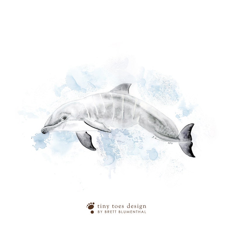 a watercolor drawing of a dolphin swimming