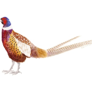 Woodland Bird Art, Pheasant Decor, Bird Painting, Pheasant Painting, Red, Orange, Blue