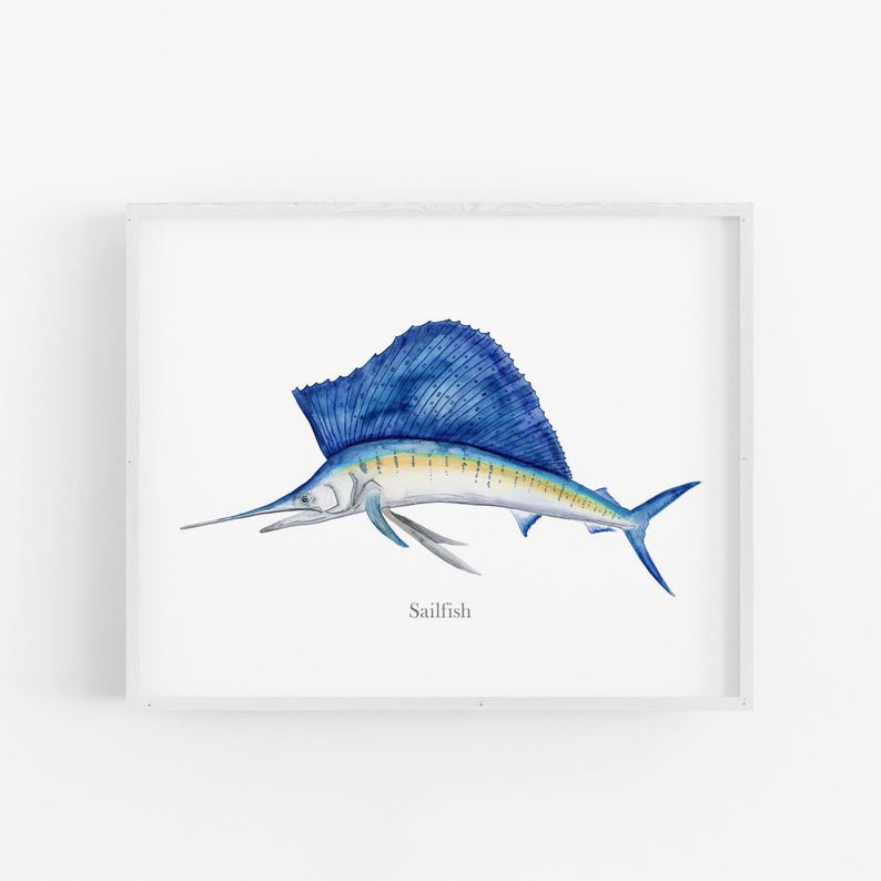 A framed illustration of a sailfish, a type of fish known for its large, blue fin and sharp teeth.