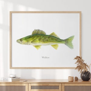 Walleye Fish Watercolor, Lake Fish Art, Fish Illustration, River and Stream Fish Print, Kitchen Decor, Angler Art, Fly Fishing Gift, Mount