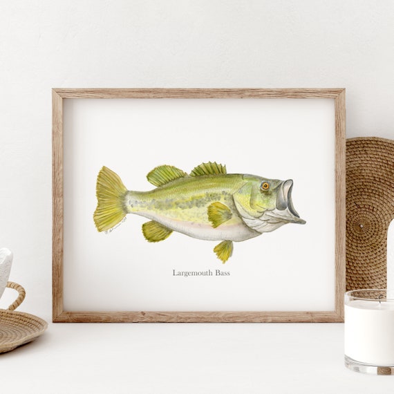 Largemouth Bass Watercolor, Fish Art Print, Fishing Gifts for Dad, Lake  Fishing Decor, Bass Print, Fish Mount, Green, Yellow, Gray 