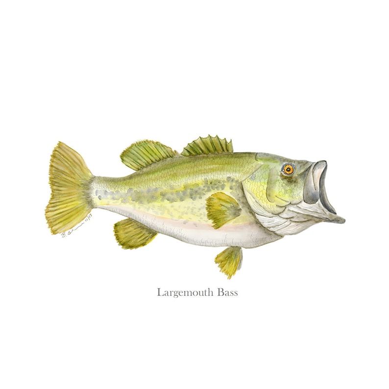 May include: Watercolor illustration of a largemouth bass fish with an open mouth. The fish has a green and yellow body with detailed fins and scales. The text "Largemouth Bass" is below the fish.