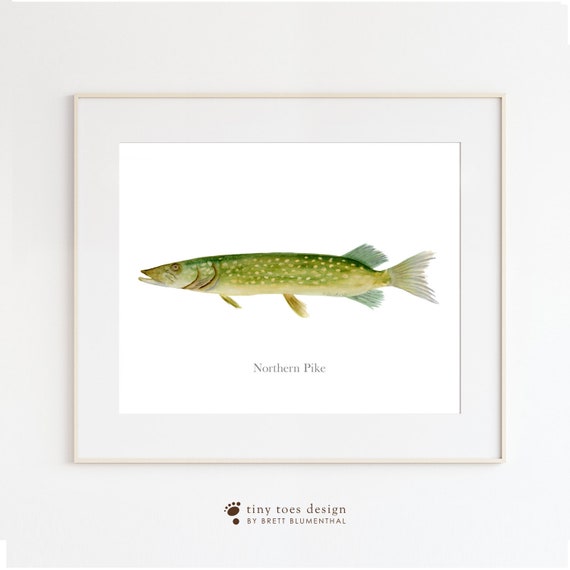 Lake Fish Wall Art Northern Pike Illustration River and Etsy
