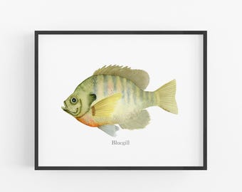 Bluegill Watercolor Art | Lake Fish Painting for Angler or Fisherman Gift | Fishing Scientific Illustration for Lake House Decor