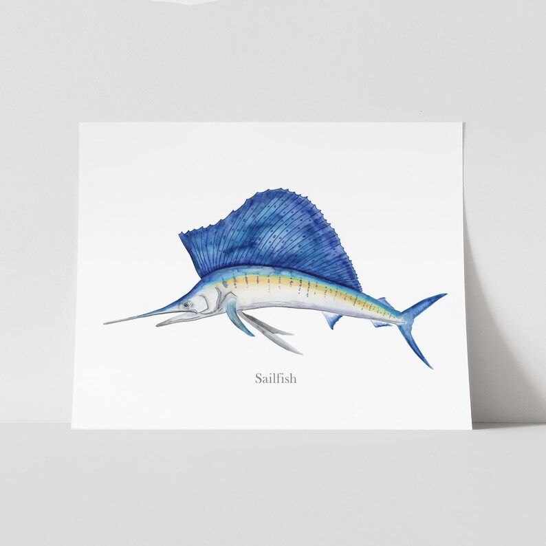 A watercolor painting of a sailfish, with the word "Sailfish" written below it.