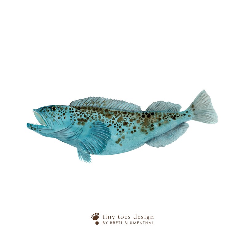Blue Lingcod Art Print, Lingcod Watercolor, Realistic Fish Wall Art ...