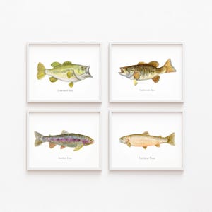May include: Four framed watercolor prints of fish: Largemouth Bass, Smallmouth Bass, Rainbow Trout, and Cutthroat Trout. Each fish is depicted in detail with its name below. The frames are white, and the background is plain white.