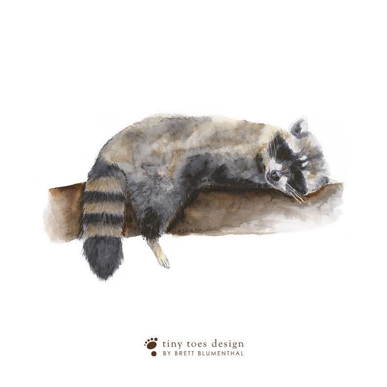 May include: Watercolour painting of a raccoon sleeping on a branch. The raccoon is grey and black with a bushy tail. The branch is brown and textured.