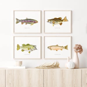 May include: Four framed watercolor prints of fish: Rainbow Trout, Smallmouth Bass, Largemouth Bass, and Cutthroat Trout. Each fish is depicted in detail with its name below. The prints are displayed on a light-colored wooden cabinet.