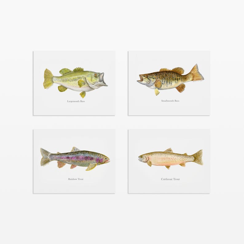 May include: Four square prints featuring watercolor illustrations of fish. The prints include a Largemouth Bass, Smallmouth Bass, Rainbow Trout, and Cutthroat Trout, each with its name below. The fish are depicted in natural colors against a white background.